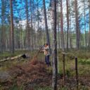 Kaksi ihmistä suolla keräämässä risuja.