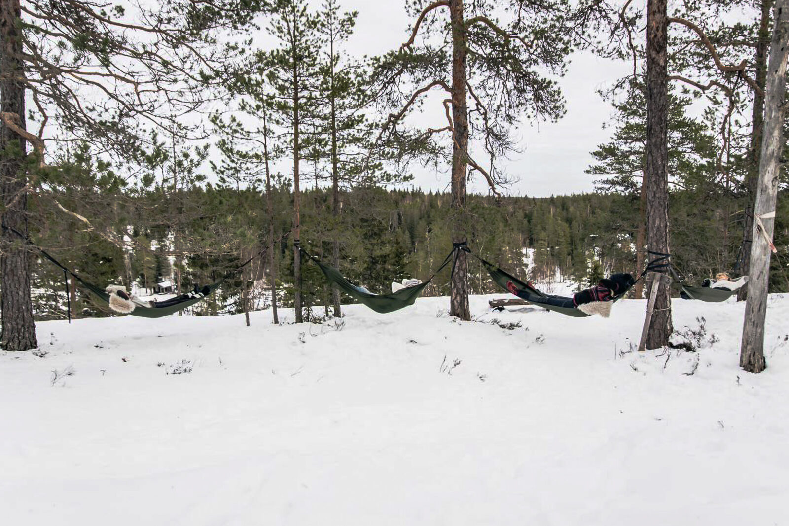 Talvinen riippumattorentoutus Nuuksion metsässä Hawkhillissa
